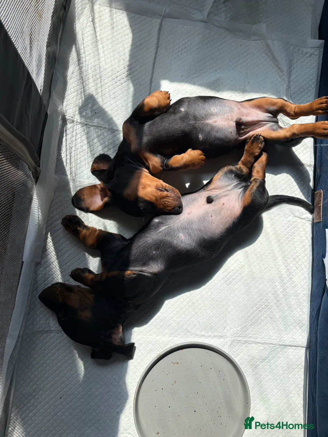 Miniature Dachshund dogs for sale: Just 1 Black and Tan boy left £650 - Advert 1