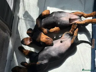 Miniature Dachshund dogs Beautiful litter for sale - Advert 5