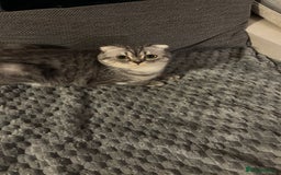 Scottish Fold cats for stud: Beautiful Scotish fold boy for stud  - Advert 5