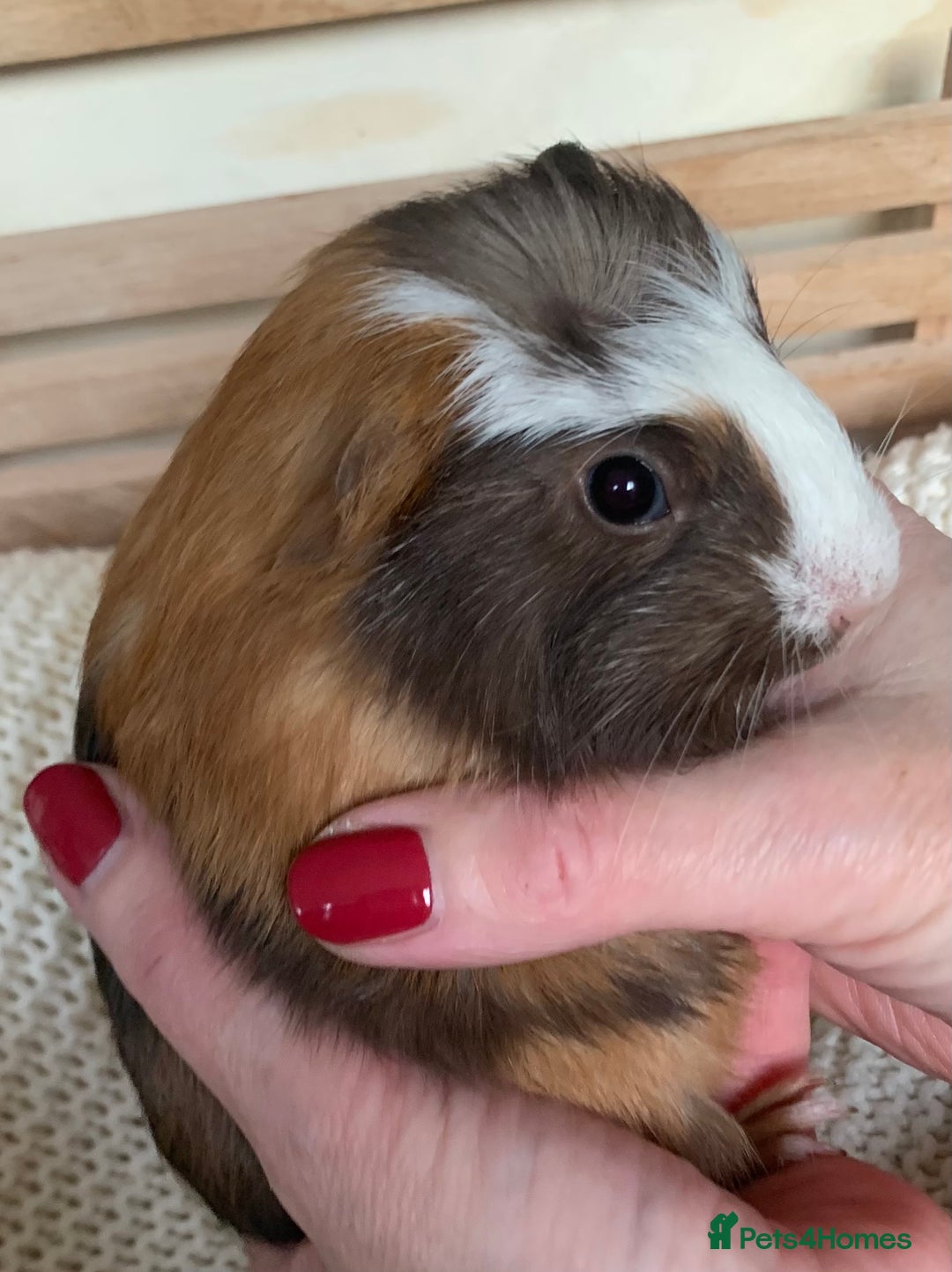 Guinea Pig rodents for sale:  VERY tame, healthy, GORGEOUS baby boy Guinea pigs - Advert 17