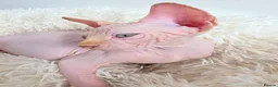 Sphynx cats for sale: Beautiful Canadian Sphynx Kittens Available 💎 - Advert 18