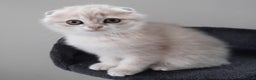 Scottish Fold cats for sale: TICA Reg: Scottish Fold Neutered Girl Kittens - Advert 9