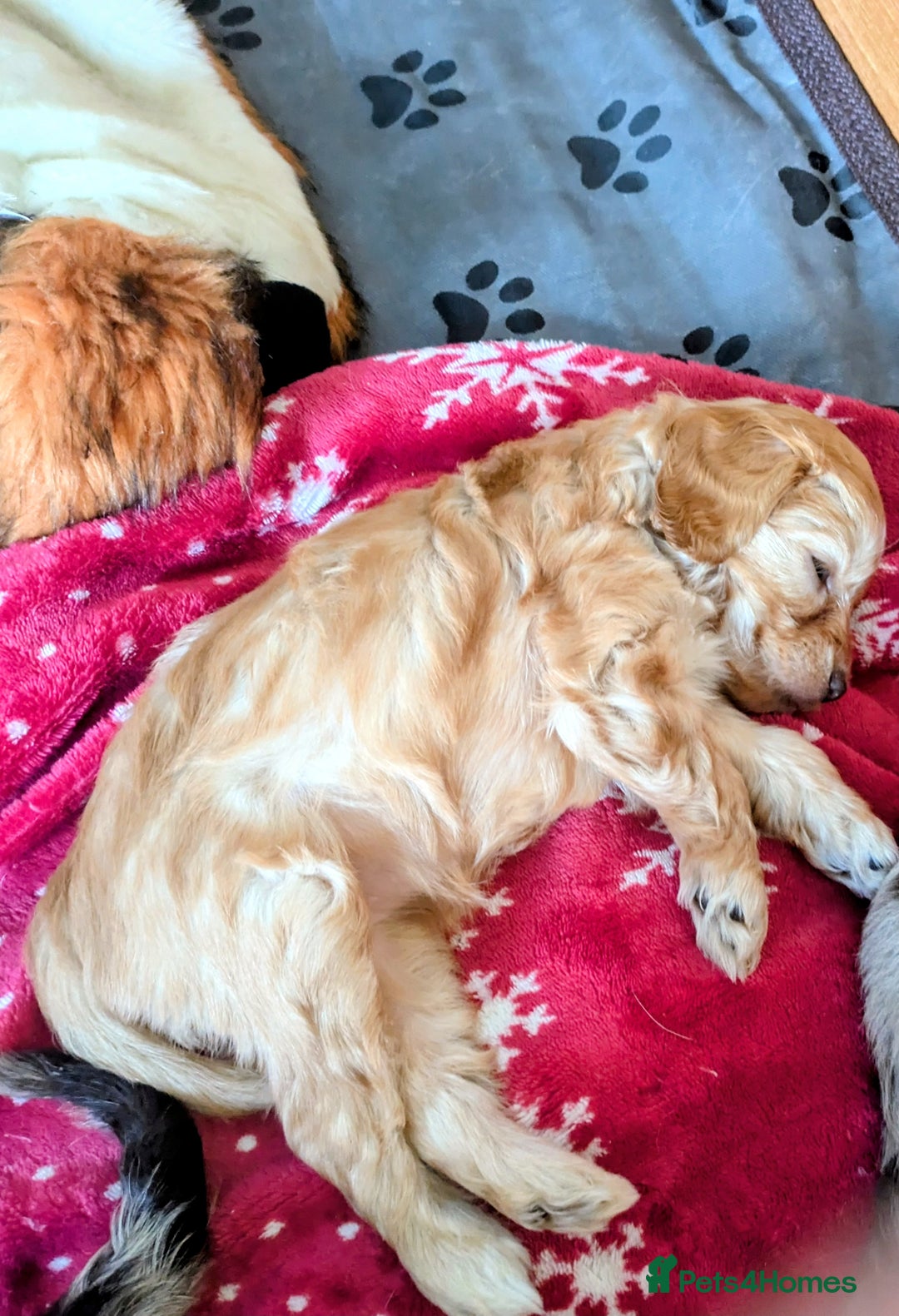 Cockapoo dogs for sale: STUNNING F1 COCKAPOO PUPPIES 2 FEMALES LEFT - Advert 12