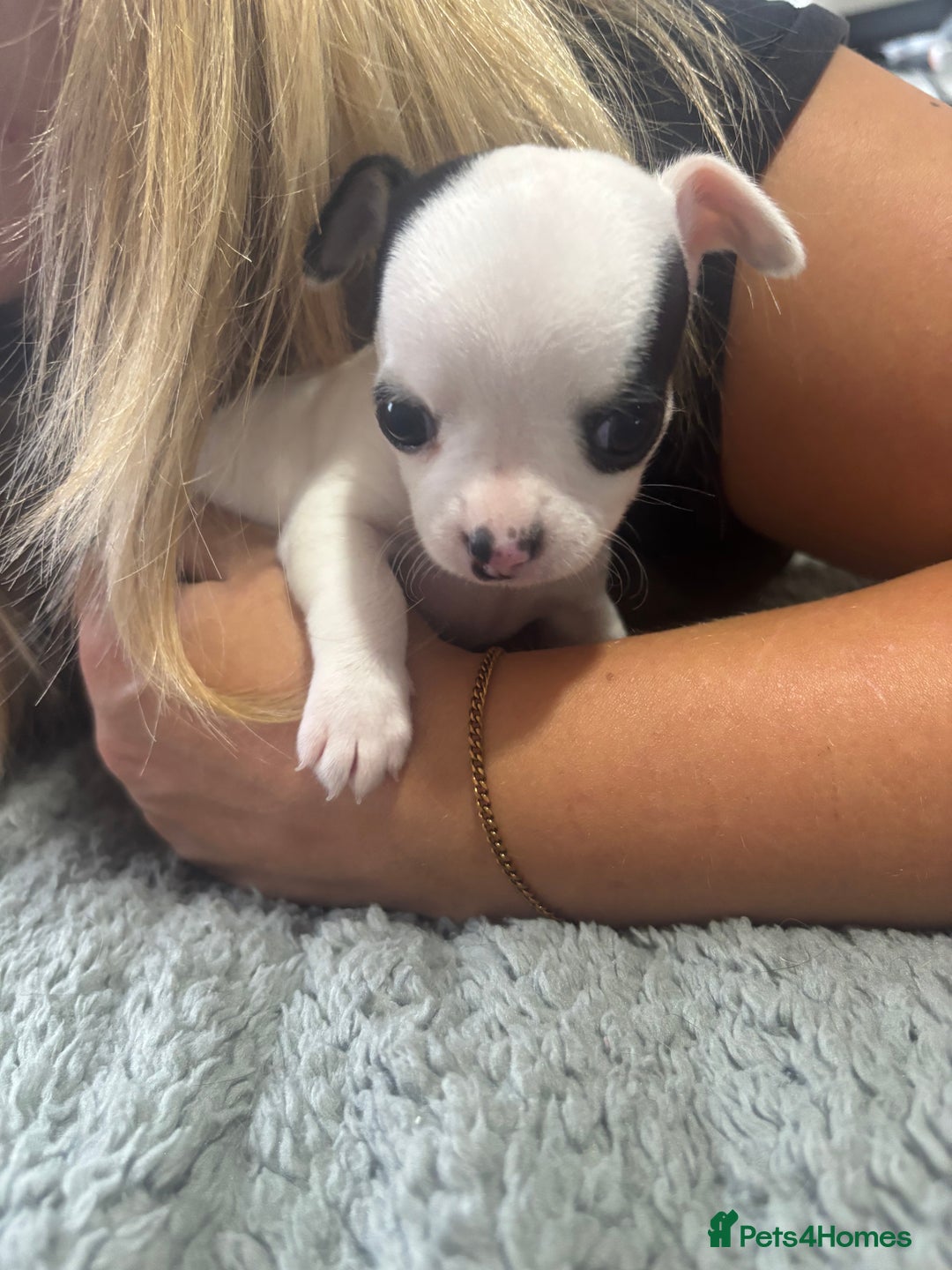 Chihuahua dogs for sale: Tiny cute chihuahua puppies  - Image 11