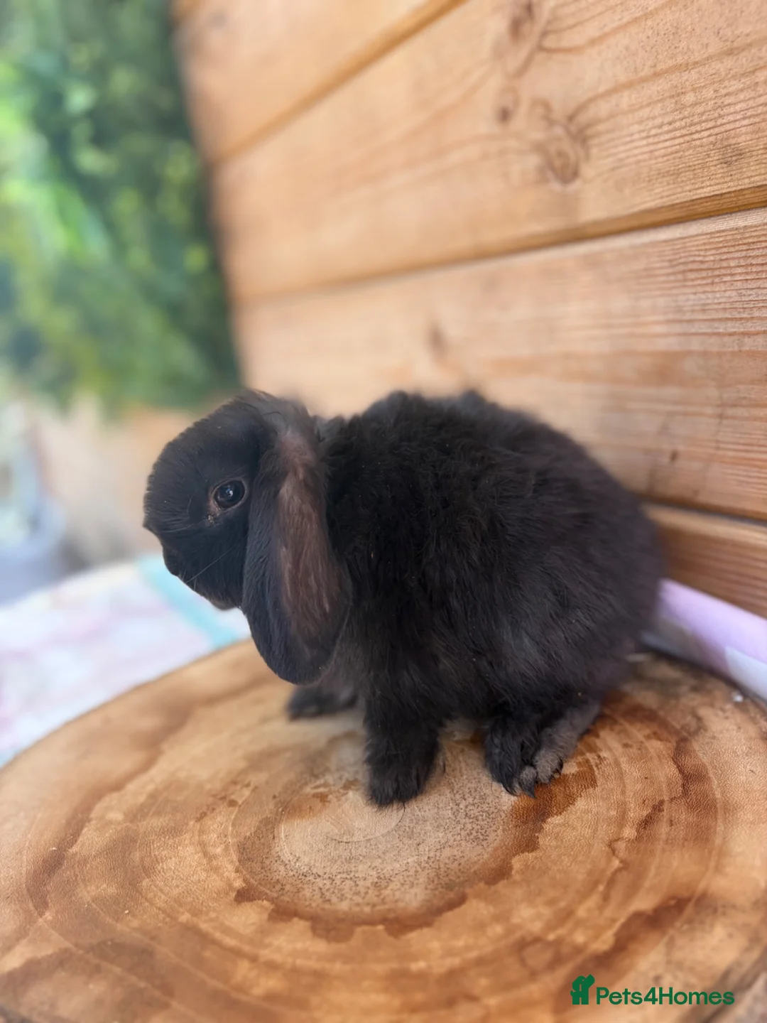 Mini Lop rabbits for sale: Friendly Mini Lops - Advert 2