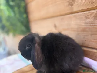 Mini Lop rabbits Friendly Mini Lops - Advert 1