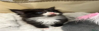 Maine Coon 6
