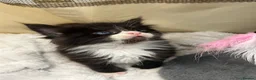 Maine Coon cats for sale: 🐾 Fluffy Maine coon dad is registered 🐾 - Advert 4