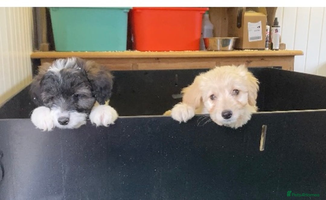Mixed Breed dogs for sale: Bearded Collie Cross Miniature Poodle Puppies - Image 8