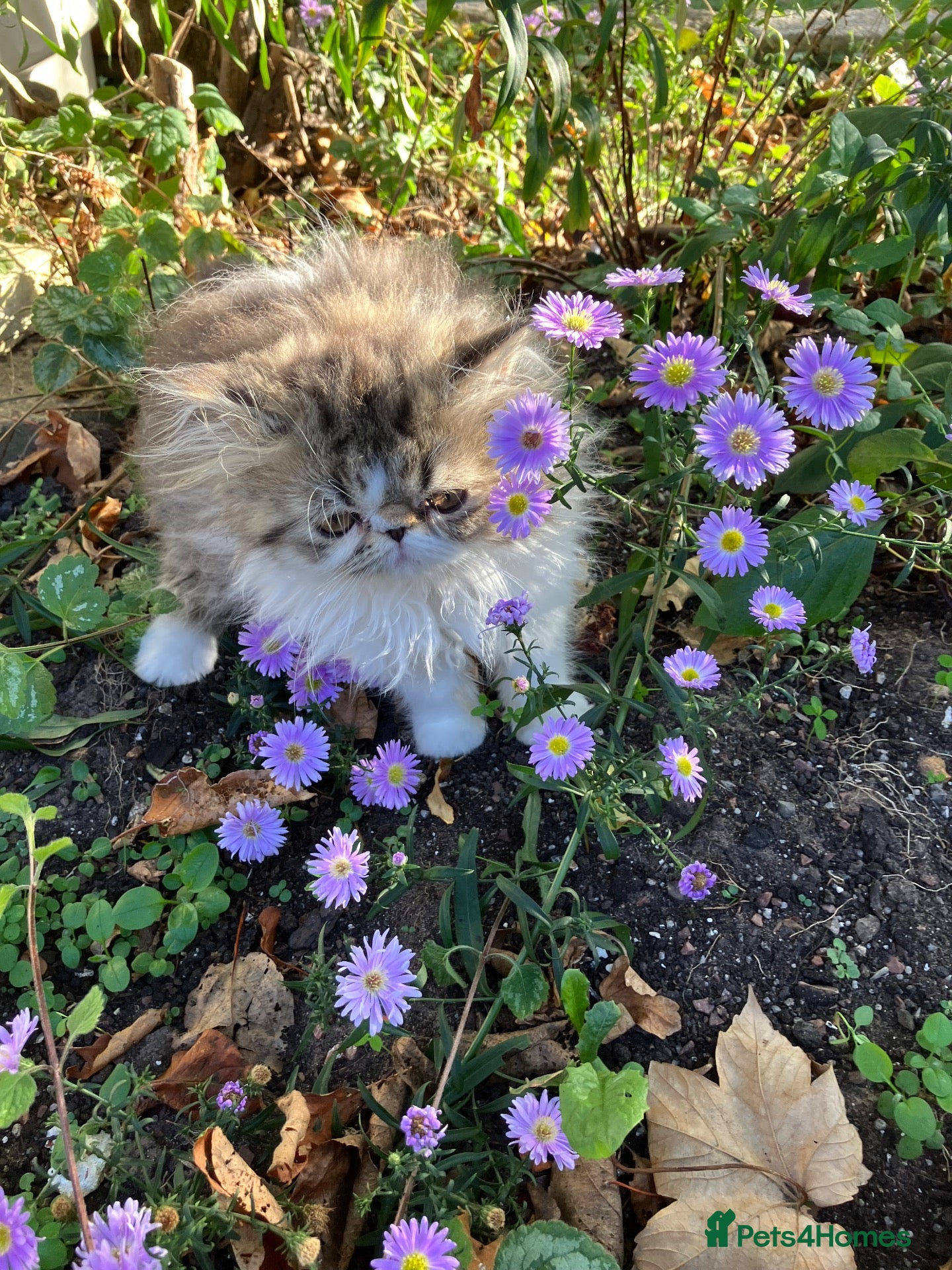 Persian cats Cute GCCF registered Persian Kitten - Advert 9