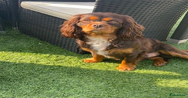 Cavalier King Charles Spaniel dogs - Advert 2