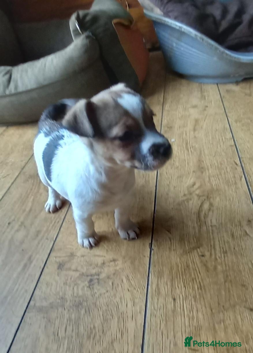 Jack Russell dogs Jack Russell pups - Advert 7