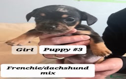Mixed Breed dogs for sale: Frenchie/Dachshund puppies - Image 12