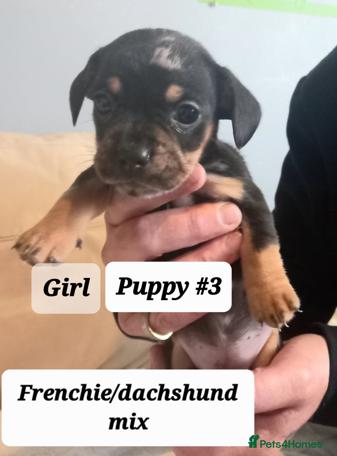Mixed Breed dogs for sale: Frenchie/Dachshund puppies - Image 12
