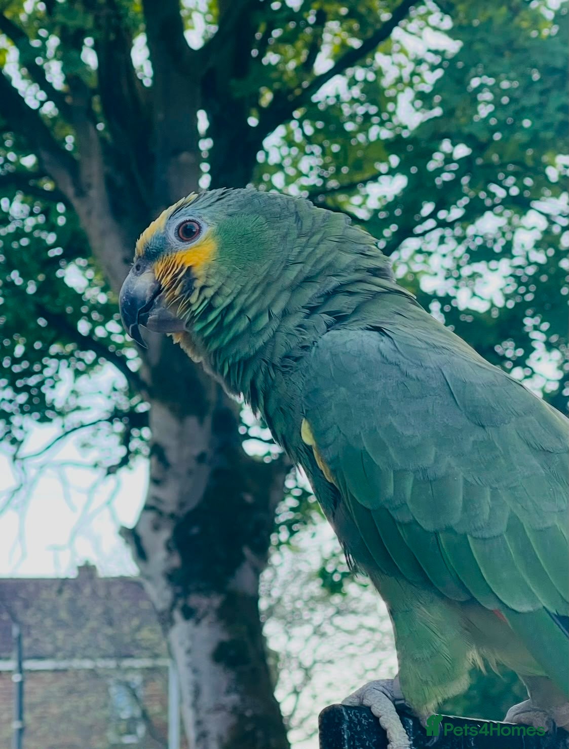 Parrots birds Blue Fronted Amazon - Advert 2