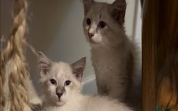 Siberian cats for sale: Siberians with wonderful personalities  - Image 8