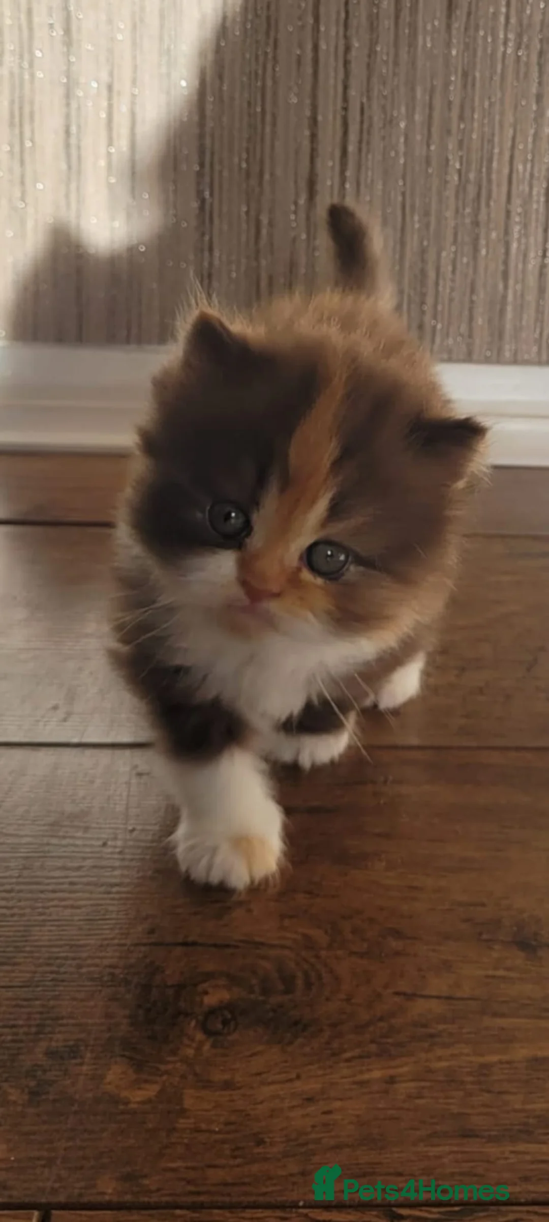 Persian cats for sale: X4 Gorgeous Persian Kittens for sale. - Advert 1