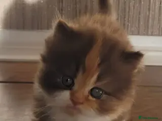 Persian cats X4 Gorgeous Persian Kittens for sale. - Advert 1