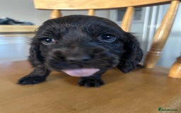 Cocker Spaniel dogs for sale: Cocker spaniel puppies - Advert 8