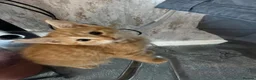 Mixed Breed cats for sale: Beautiful Friendly Kittens Ready for Loving Homes - Advert 9