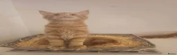 Maine Coon cats for sale: Maine coon mixed lovely kittens  in Northampton - Advert 9
