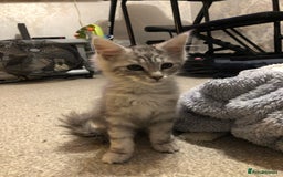 Maine Coon cats for sale: Maine coon kitten Female - Advert 8