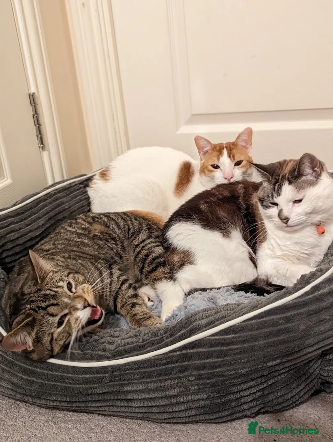 Domestic Shorthair cats for sale: Bella, Edward & Klaus in Sittingbourne - Advert 1