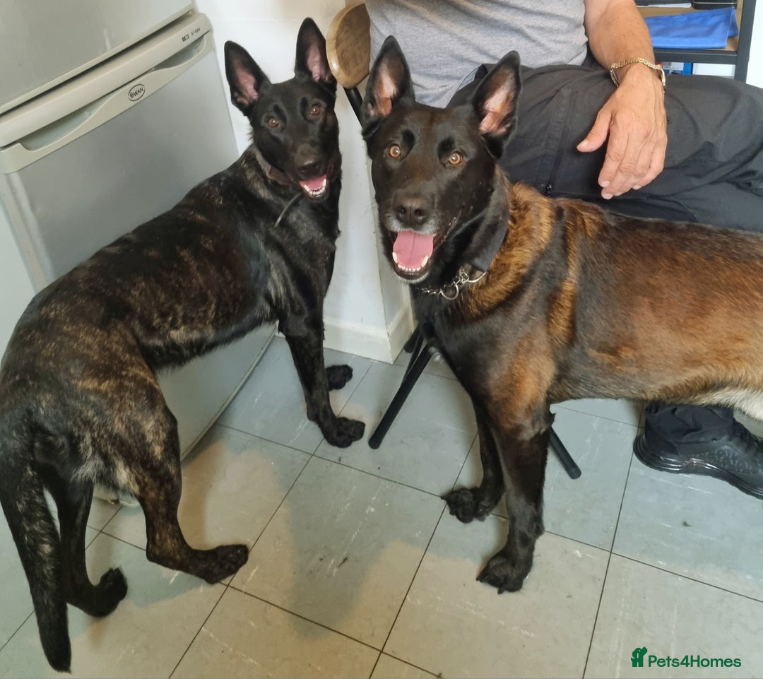 Belgian Shepherd Dog dogs for sale: Mother is a Dutch Herder NOT Belgian shepherd!!  - Advert 3