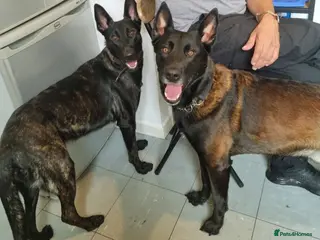 Belgian Shepherd Dog dogs 2 💙 1 🩷looking for their forever family - Advert 1