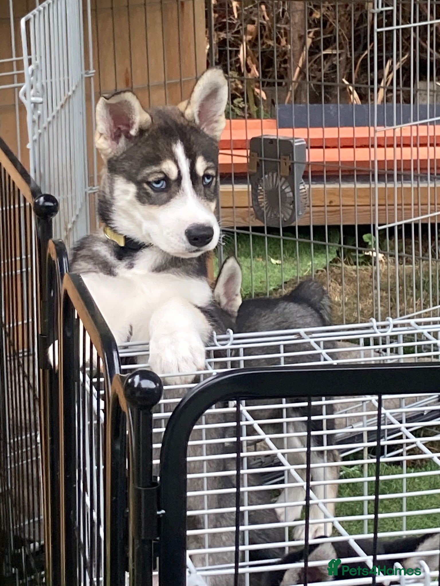 Siberian Husky dogs Stunning Siberian Huskies ONLY ONE LEFT!!  - Advert 1