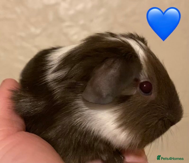 Guinea Pig rodents Gorgeous guinea pigs - Advert 15