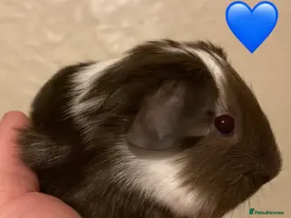 Guinea Pig rodents Gorgeous guinea pigs - Advert 15