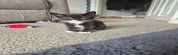 Mixed Breed cats for sale: Kittens ready to leave now - Advert 10