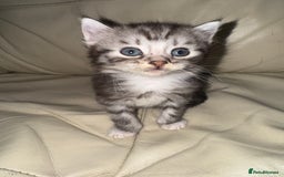 Mixed Breed cats for sale: 4 Male Kittens Available - Image 12