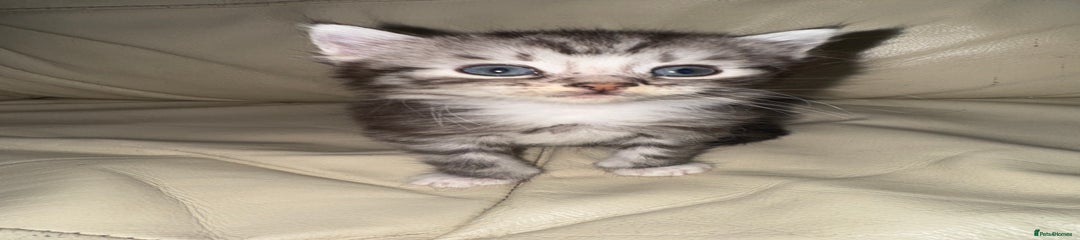 Mixed Breed Kitten 4