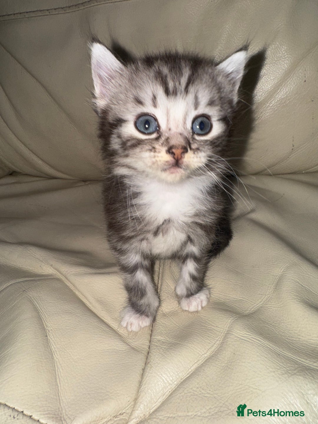 Mixed Breed cats for sale: 4 Male Kittens Available - Image 12