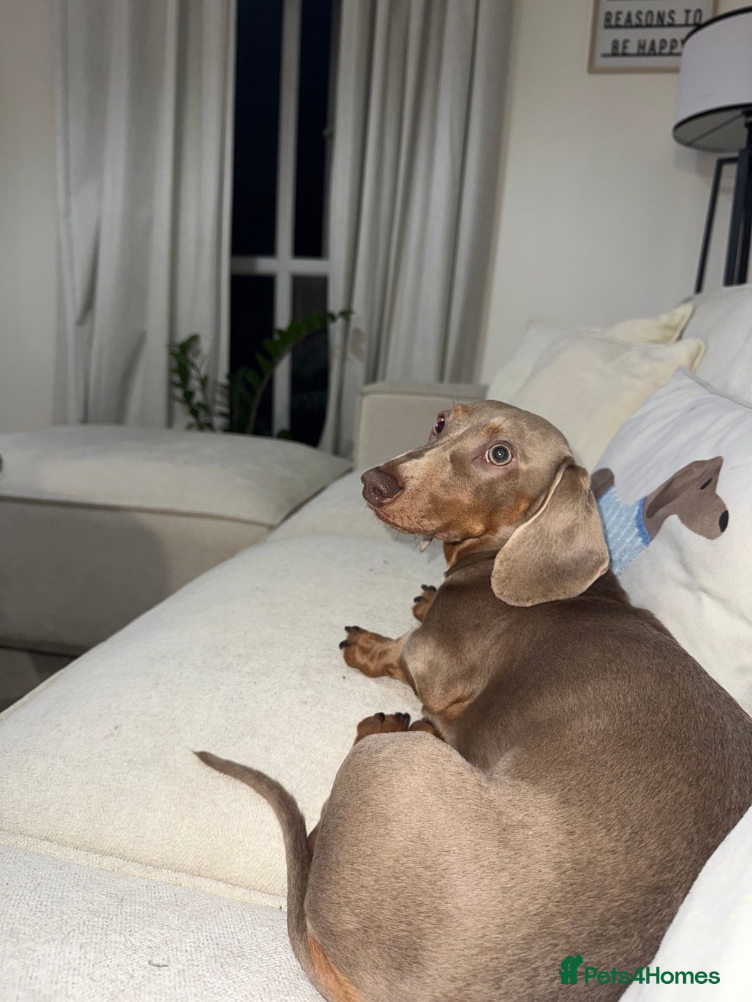 Miniature Dachshund dogs for stud: Ronnie  - Advert 9