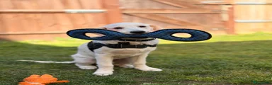 Kasper