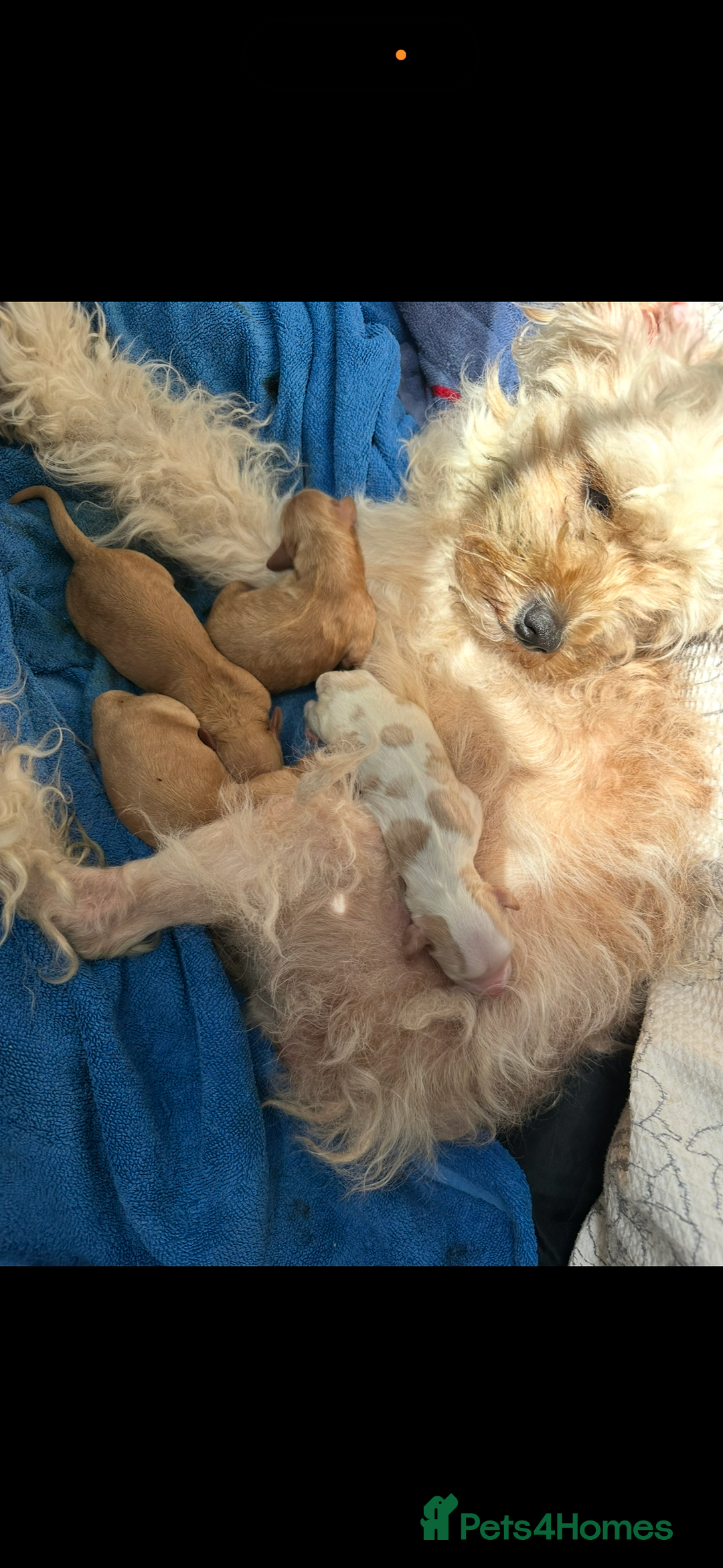 Cavapoo dogs for sale: Beautiful litter of cavapoos  - Advert 4