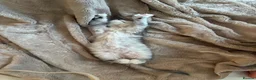 Maine Coon cats for sale: 💗RARE💗Imported lines, exceptional MC kittens😻⭐️ - Advert 32