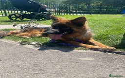 German Shepherd dogs for sale: German Sheppard Female - Image 5
