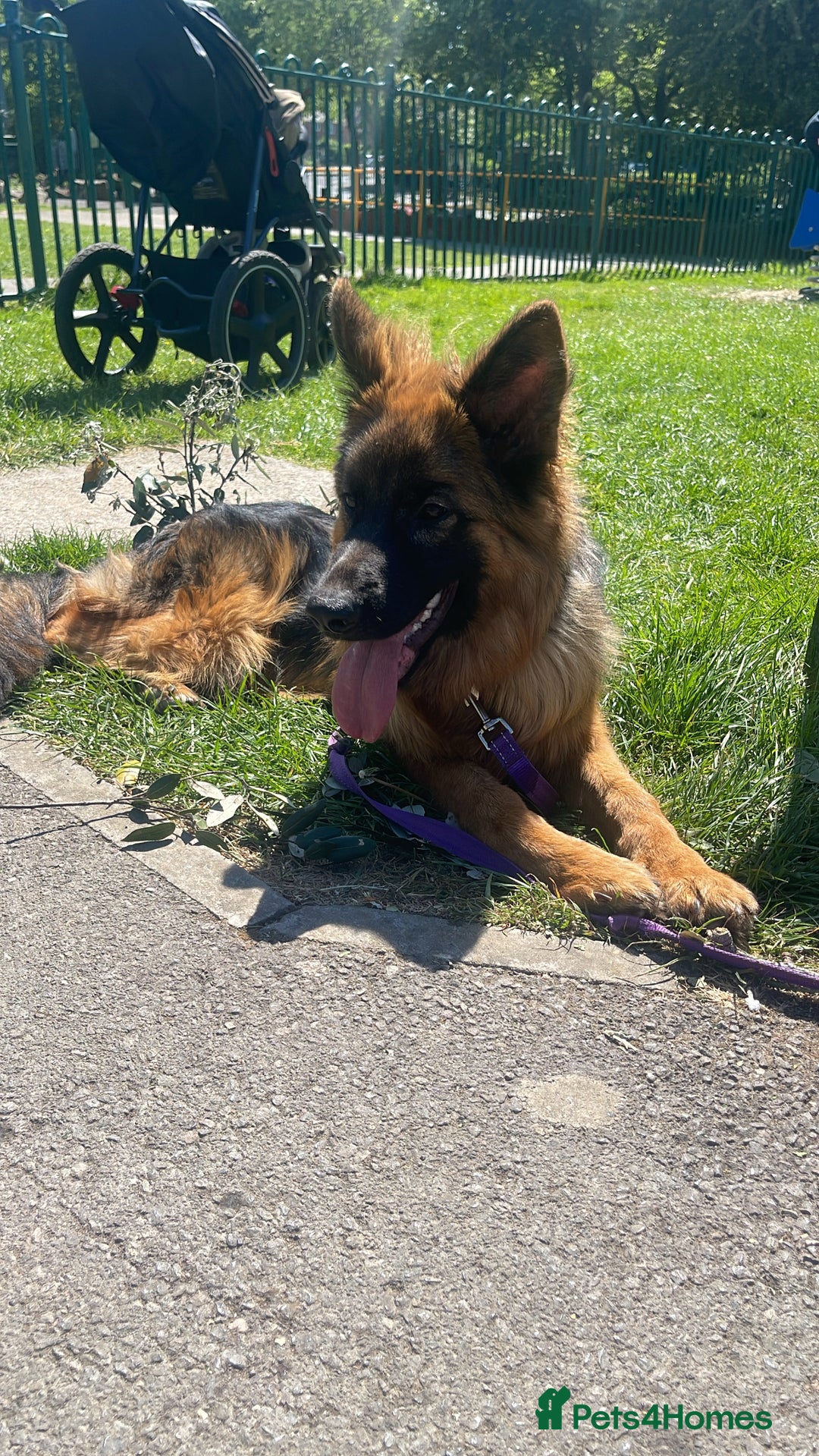 German Shepherd dogs for sale: German Sheppard Female - Image 5