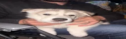 Utonagan dogs for sale: READY TO LEAVE. 3 stunning husky/malamute puppies - Advert 35
