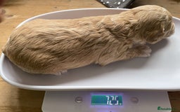 Labradoodle dogs for sale: Labradoodles for Sale! - Image 24