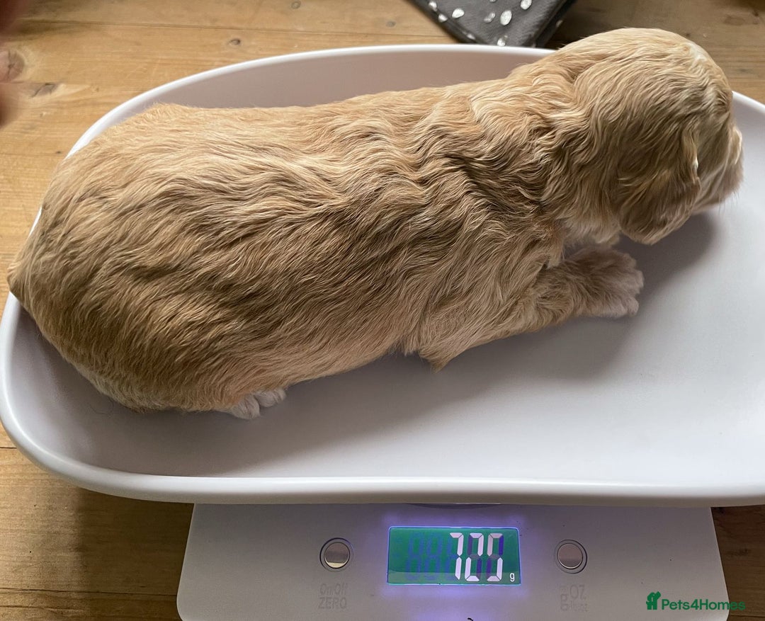 Labradoodle dogs for sale: Labradoodles for Sale! - Image 24