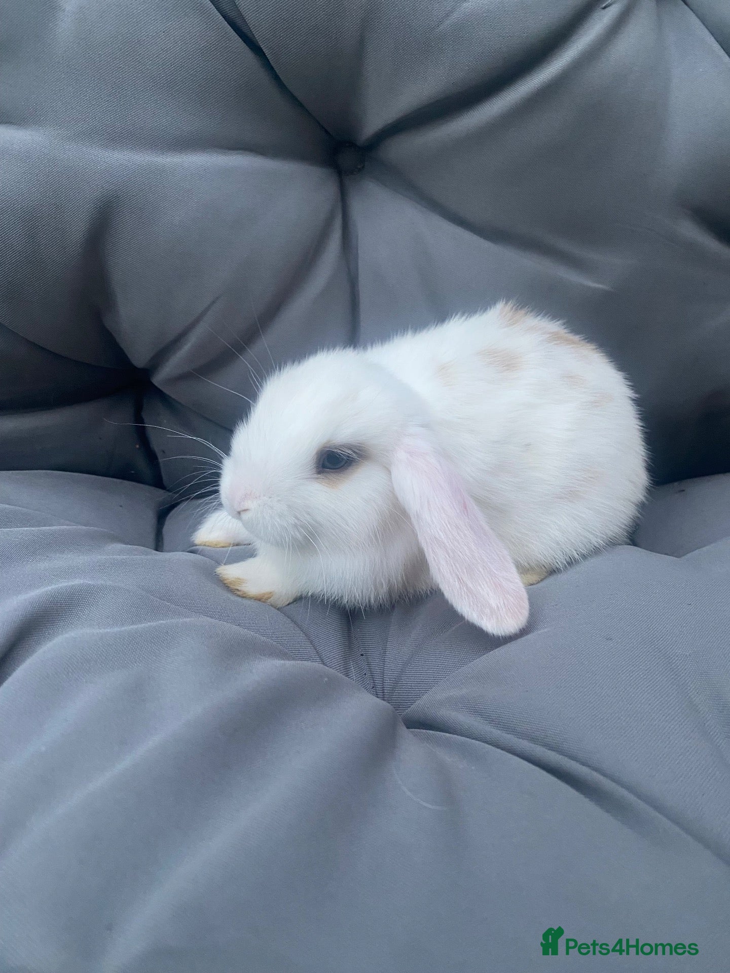 Mini Lop rabbits Mini lop bunnies - Advert 21