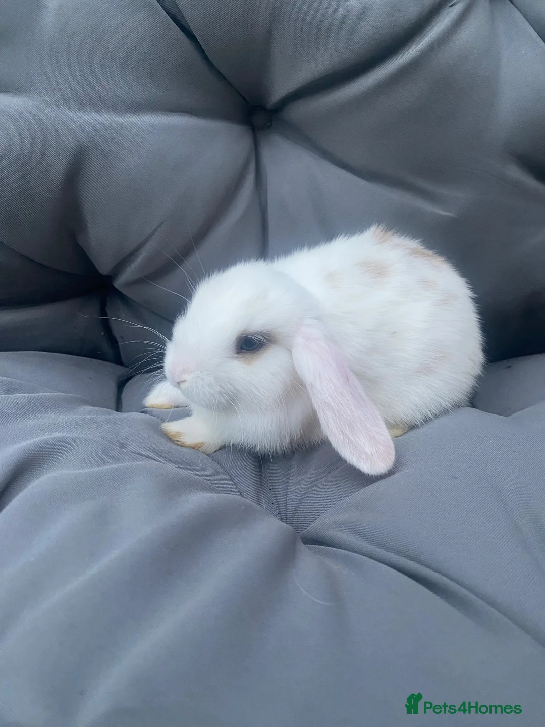 Mini Lop rabbits for sale: Mini lop bunnies - Advert 2