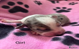 Mixed Breed dogs for sale: Unique mixed breed - Image 1