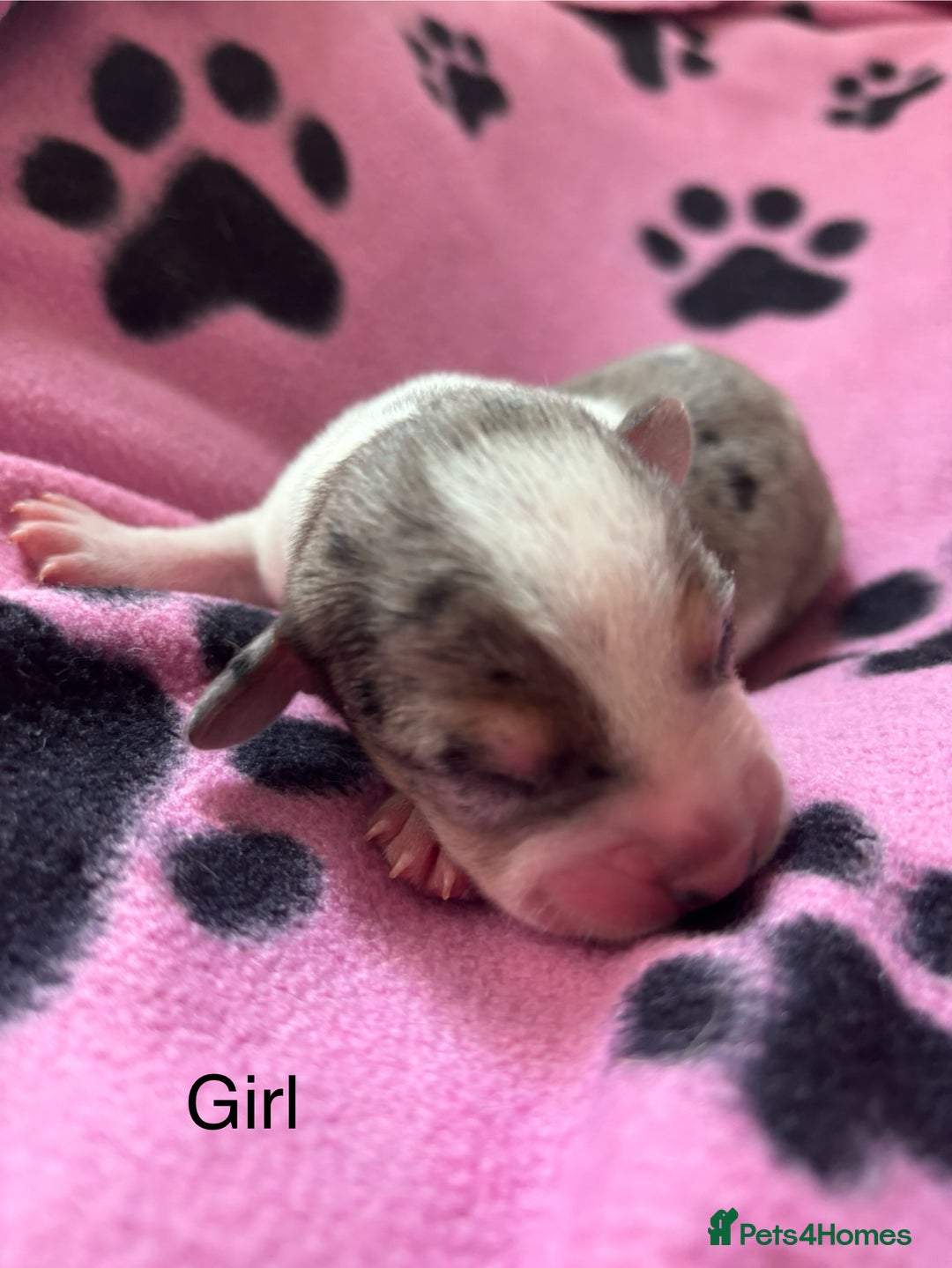Mixed Breed dogs for sale: Unique mixed breed - Image 1