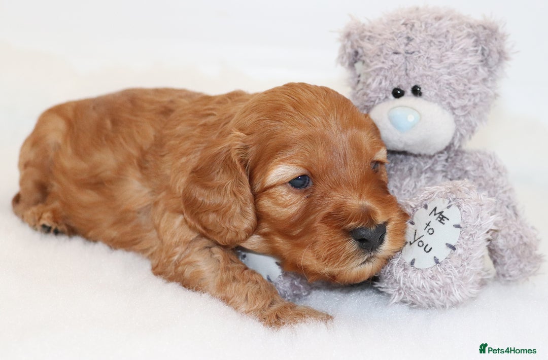 Cockapoo dogs for sale: Welcome to Cotswold Cavapoos and Cockapoos - Advert 16